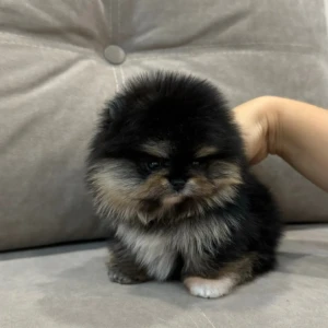 Erik - Macho 750€