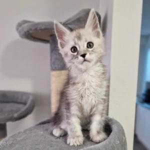 Rocky -  Macho 550€
