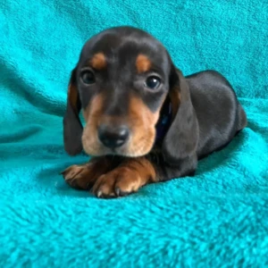 Sam - Macho 750€