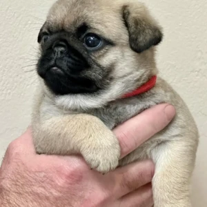 Cooper - Macho 650€