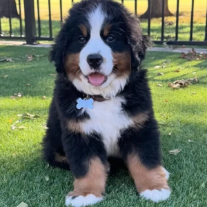 Teddy - Macho 850€