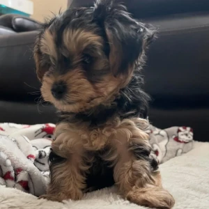waggin- Macho 600€