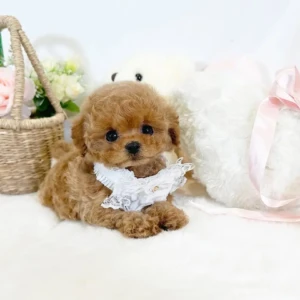 Telma- Hembra (TOY) 1050€