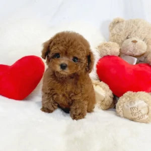 Lola - Hembra (TOY) 1050€