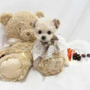 Edgar- Macho (TOY) 1050€