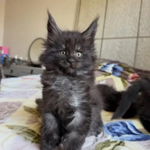Thor - Macho 600€