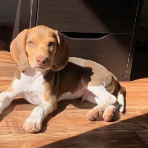 Winston - Macho 750€