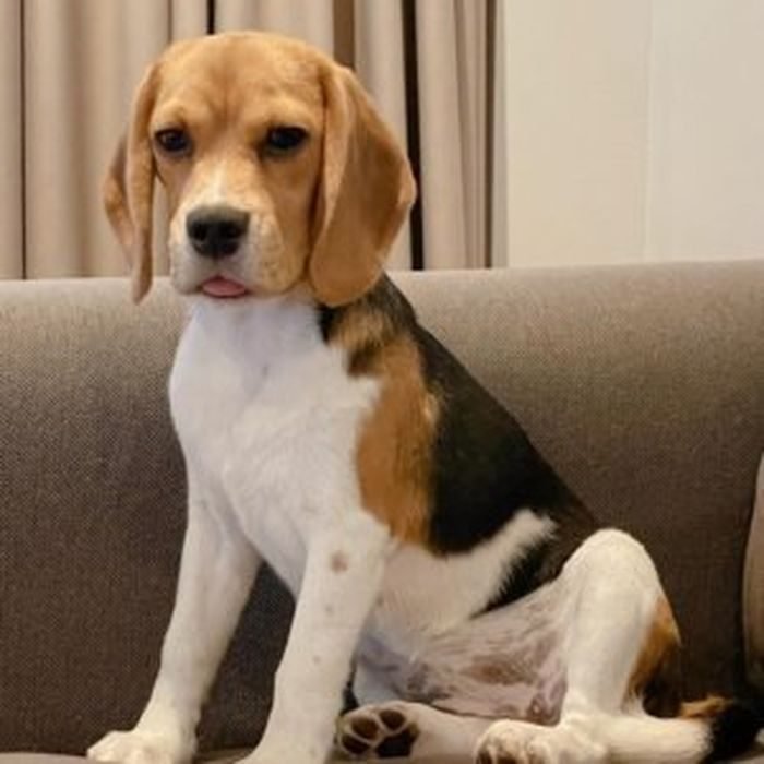 Cachorro de Beagle en venta en España