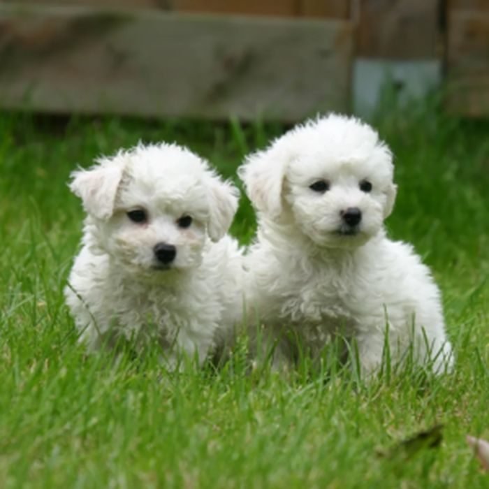 Cachorro de Bichón Frisé en venta en España