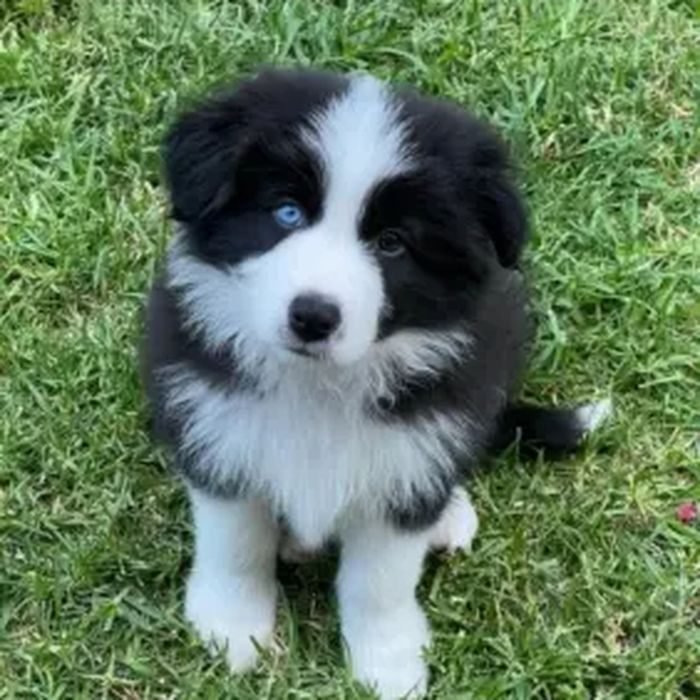 Cachorro de Border Collie en venta en España
