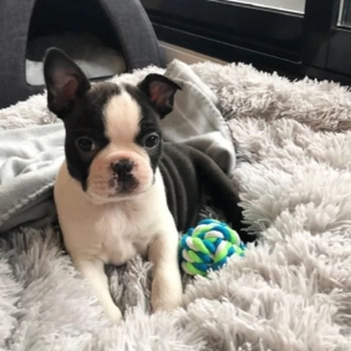 Cachorro de Boston Terrier en venta en España