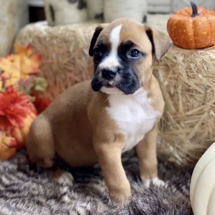 Cachorro de Boxer en venta en España