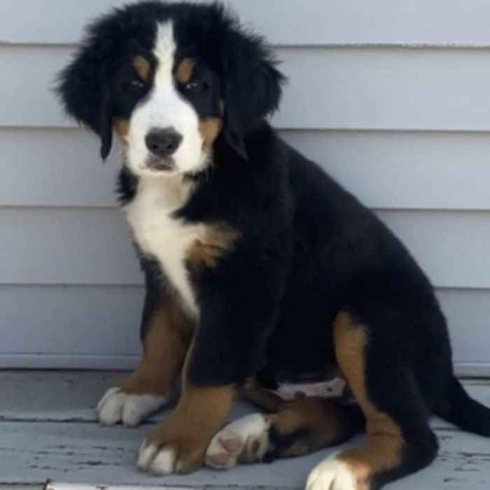 Cachorro de Boyero de Berna en venta en España