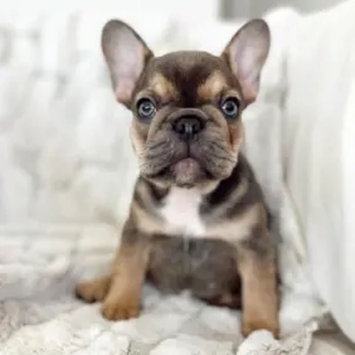 Cachorro de Bulldog francés en venta en España