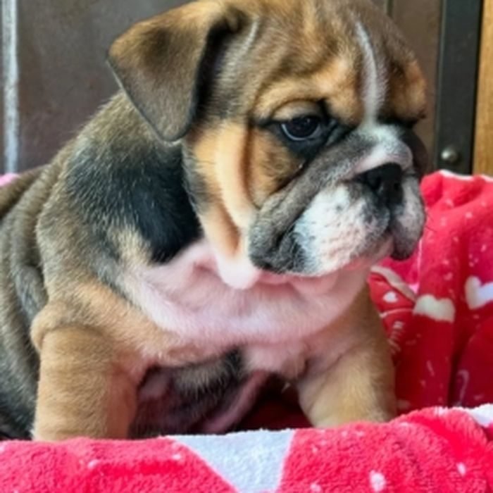 Cachorro de Bulldog inglés en venta en España