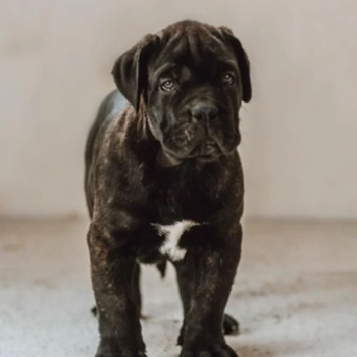 Cachorro de Cane Corso en venta en España