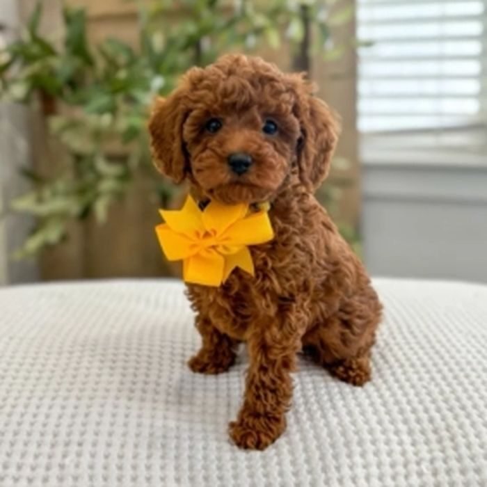 Cachorro de Caniche en venta en España
