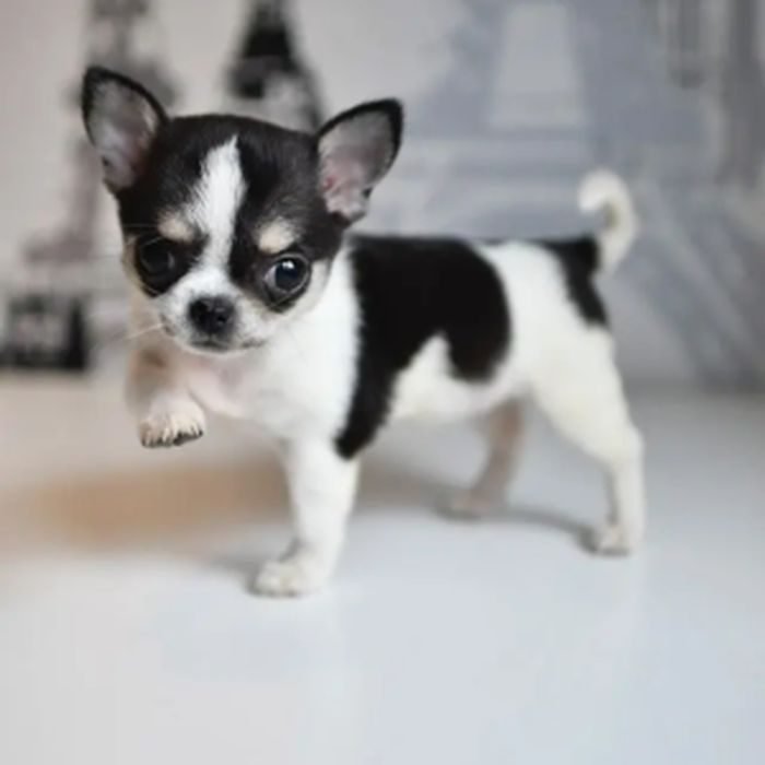 Cachorro de Chihuahua en venta en España