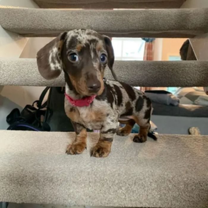Cachorro de Dachshund (Teckel) en venta en España