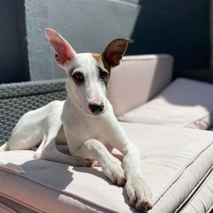 Cachorro de Galgo español en venta en España
