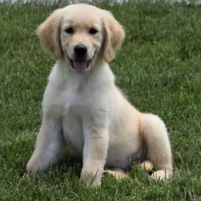 Cachorro de Golden Retriever en venta en España