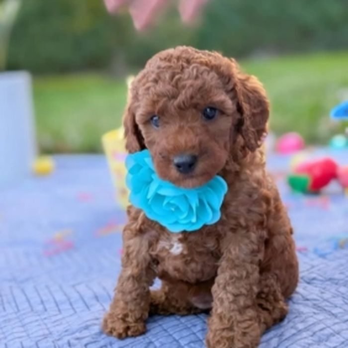 Cachorro de Goldendoodle en venta en España