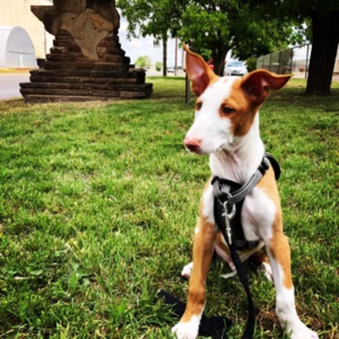 Cachorro de Podenco ibicenco en venta en España