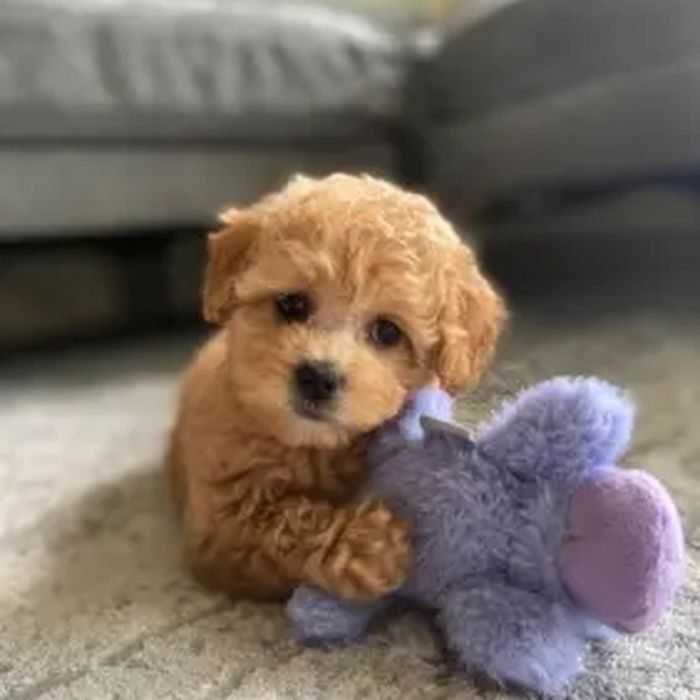 Cachorro de Maltipoo en venta en España