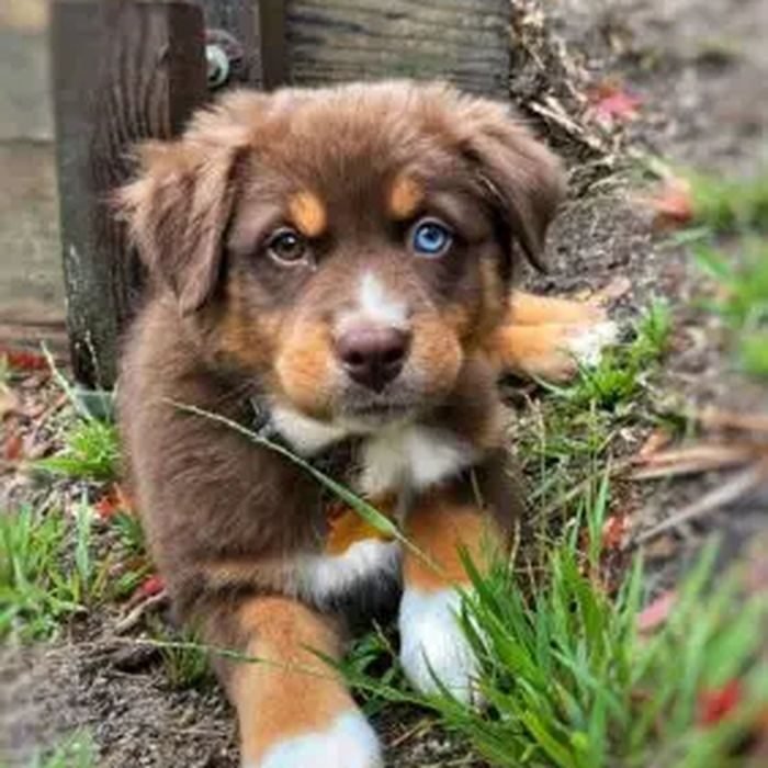 Cachorro de Pastor Australiano en venta en España