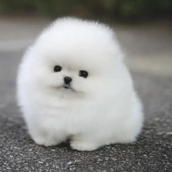 Cachorro de Pomerania en venta en España