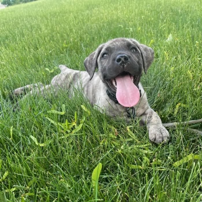 Cachorro de Presa Canario en venta en España