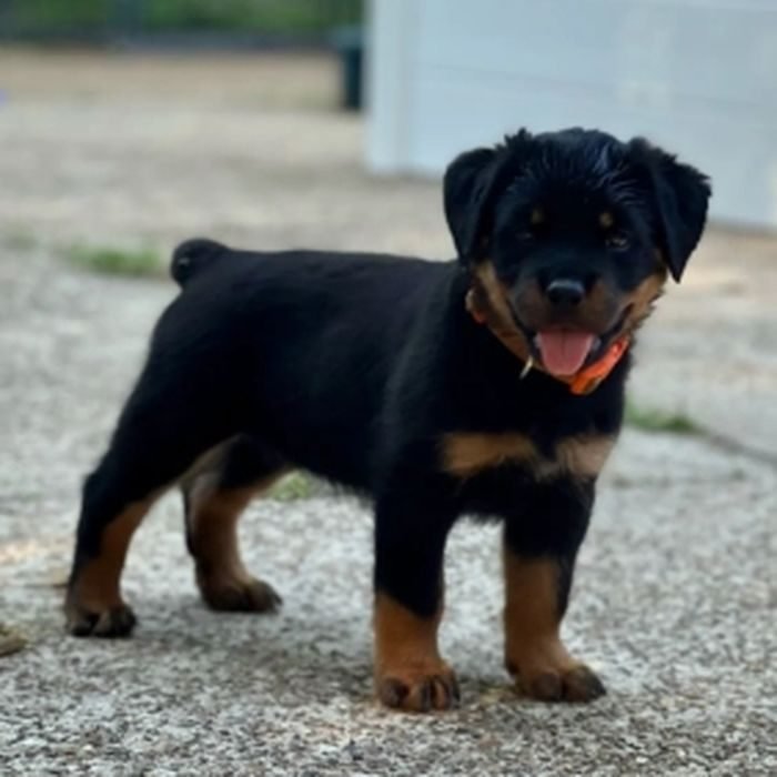 Cachorro de Rottweiler en venta en España