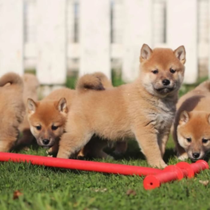 Cachorro de Shiba Inu en venta en España