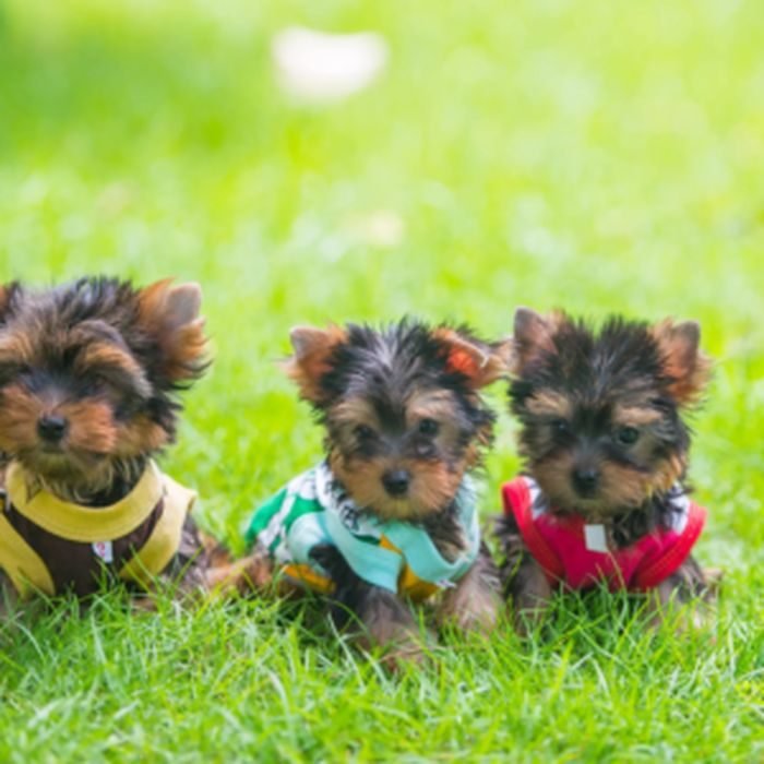 Cachorro de Yorkshire Terrier en venta en España