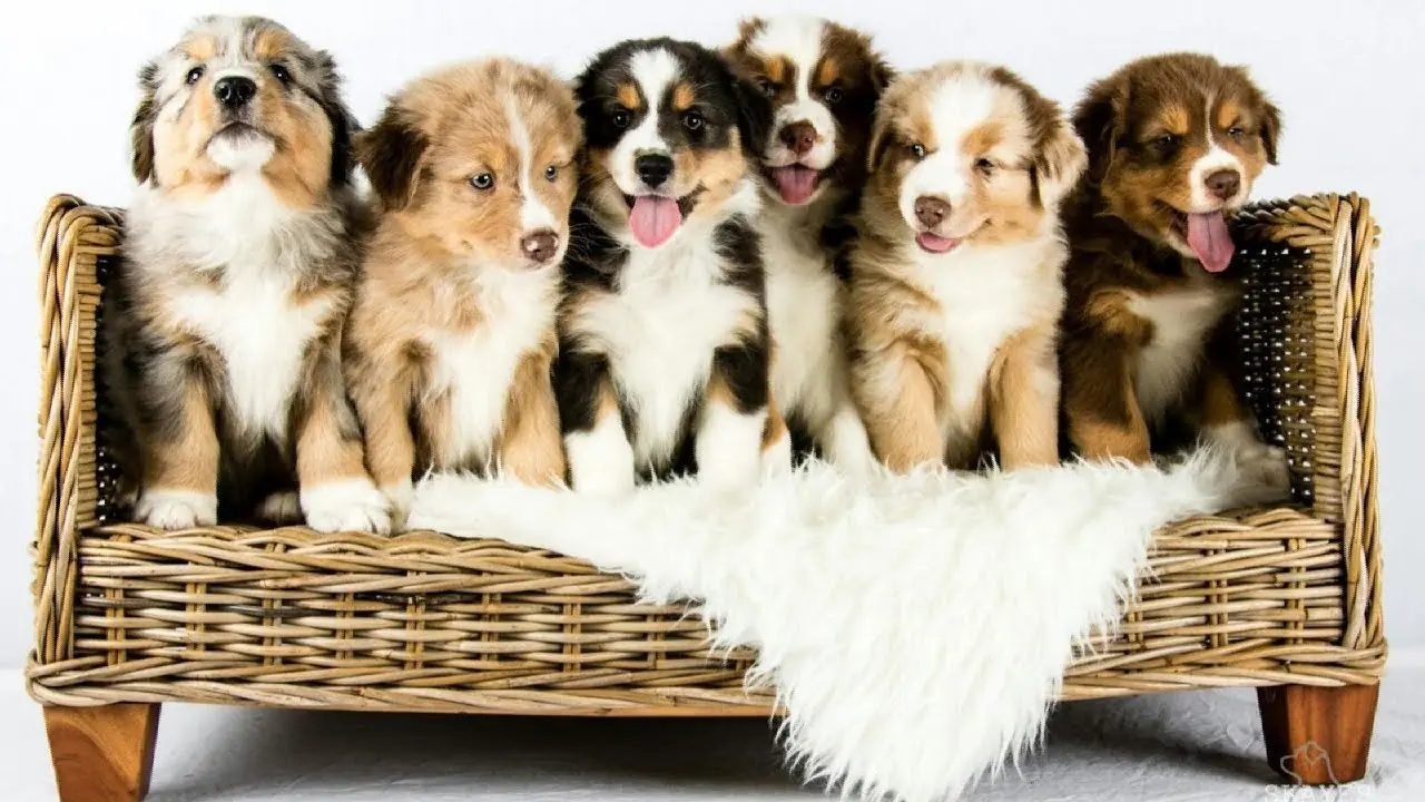 Camada de cachorros del criadero Cachorros Directo