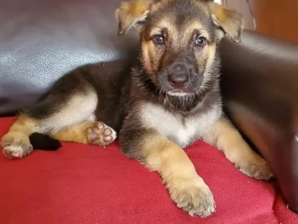 {{brizy_dc_image_alt entityId=