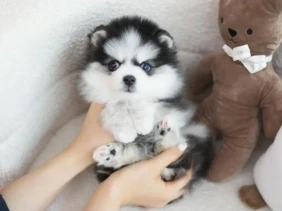 {{brizy_dc_image_alt entityId=