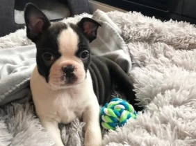 {{brizy_dc_image_alt entityId=