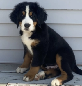 bb
