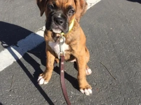 {{brizy_dc_image_alt entityId=