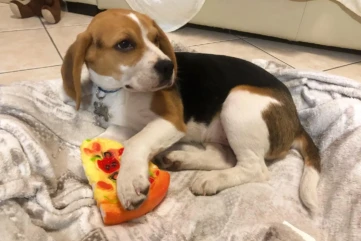 beagle 5-loki (1)