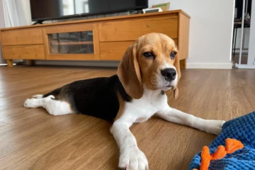 beagle-nala (21)