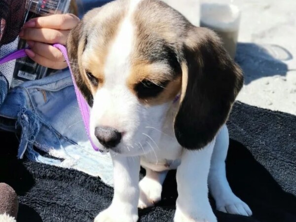 {{brizy_dc_image_alt entityId=