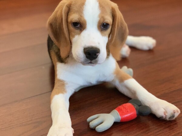 {{brizy_dc_image_alt entityId=