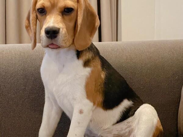 {{brizy_dc_image_alt entityId=