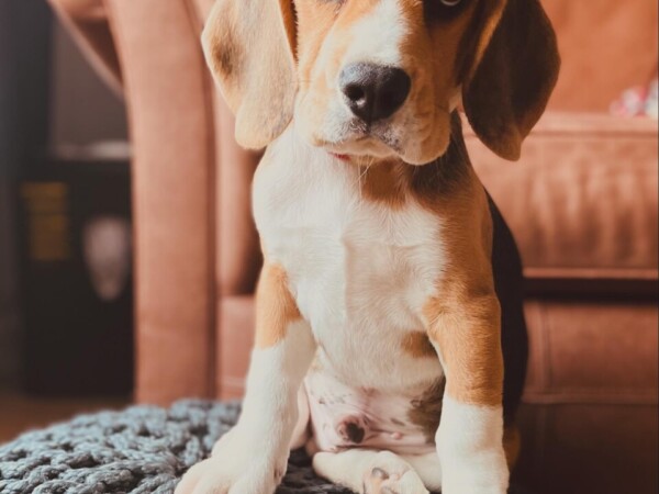 {{brizy_dc_image_alt entityId=