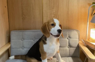 beagles