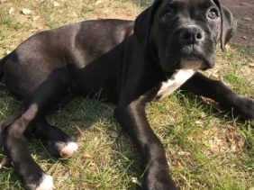 {{brizy_dc_image_alt entityId=