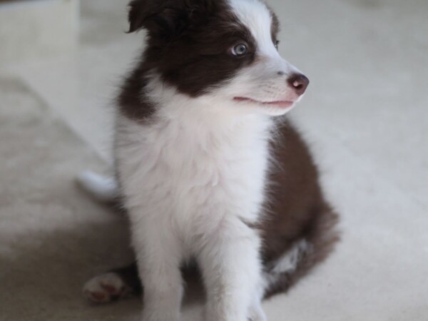 {{brizy_dc_image_alt entityId=