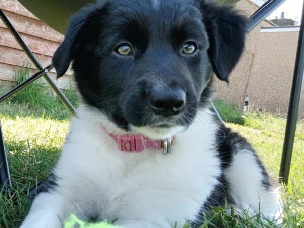 {{brizy_dc_image_alt entityId=